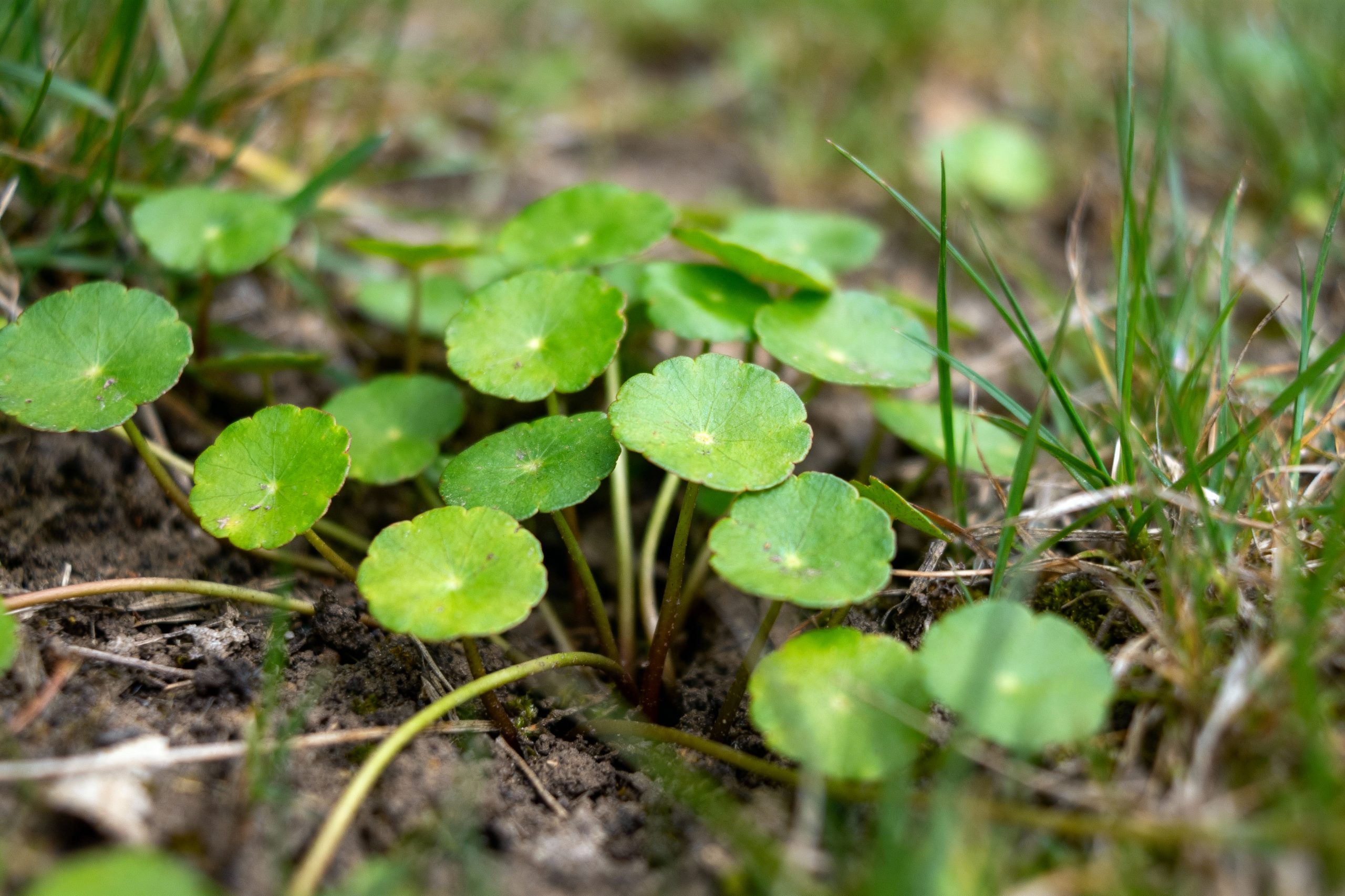 pexels-michal-pech-213601-757318 (1) centella asiatica