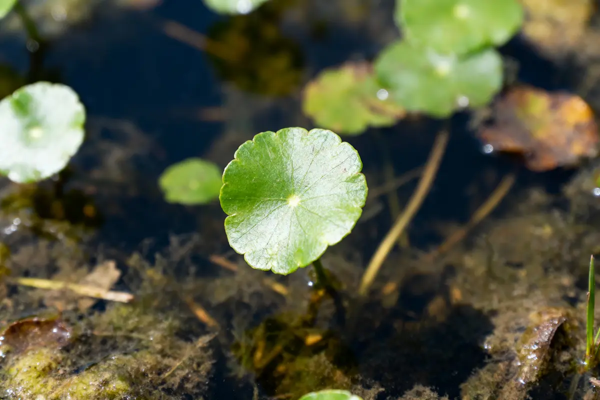 pexels-michal-pech-213601-757318 (1) Feuille verte ronde flottant sur l'eau, entourée de végétation aquatique et autres feuilles.