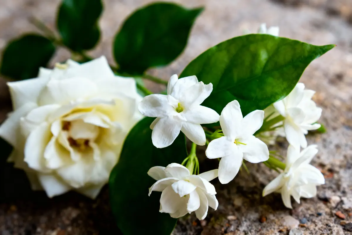 pexels-michal-pech-213601-757318 (1) Fleurs blanches de jasmin et rose crémée sur fond de feuilles vertes et sol pierreux.