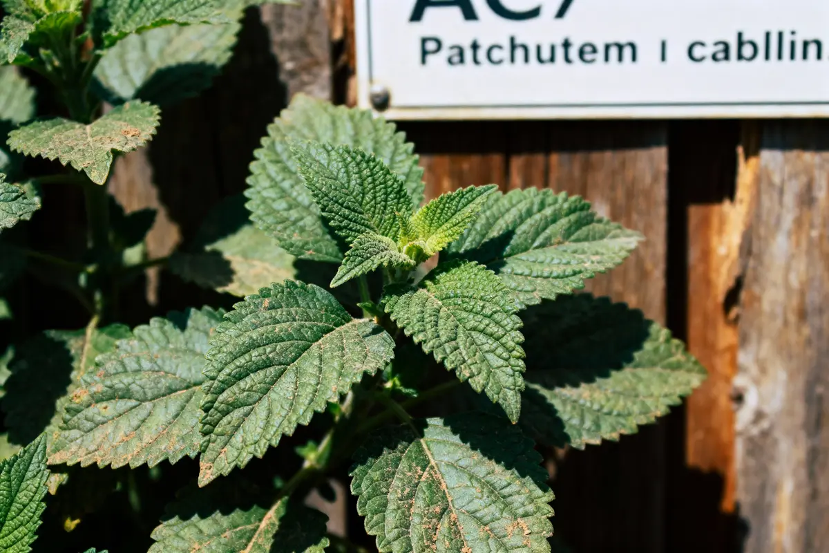 pexels-michal-pech-213601-757318 (1) Plante verte devant une clôture en bois avec une étiquette indiquant "Patchutem I cablin".