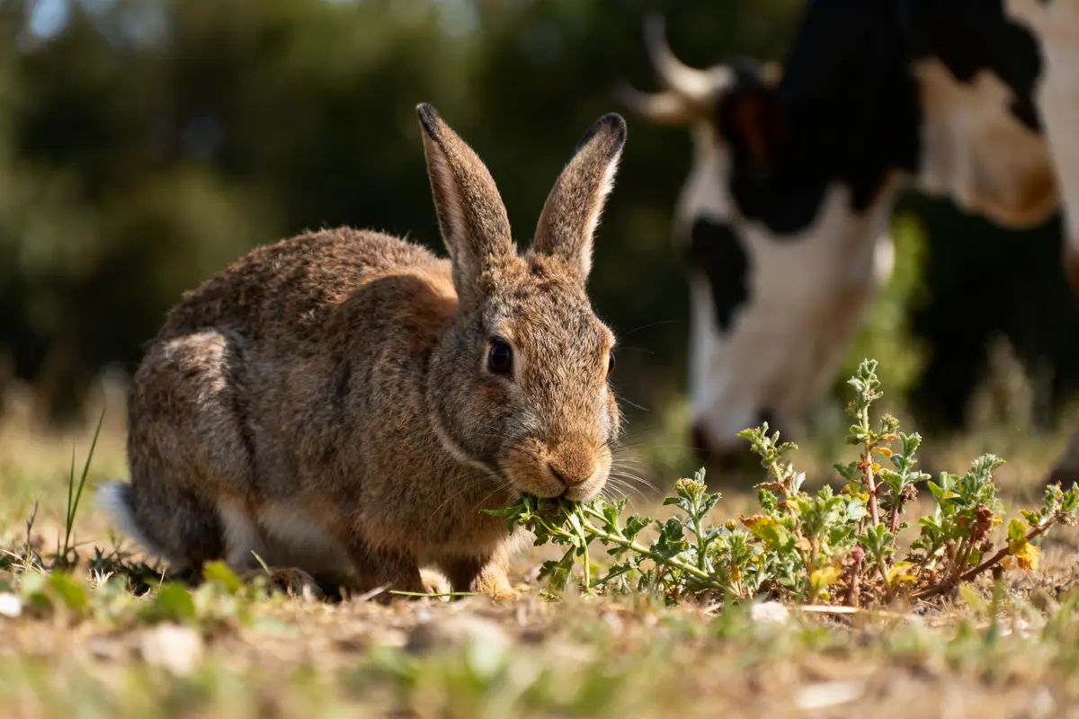 pexels-michal-pech-213601-757318 (1) Lapin brun mangeant des plantes, avec une vache floue à l'arrière-plan, sur sol herbeux, journée ensoleillée.