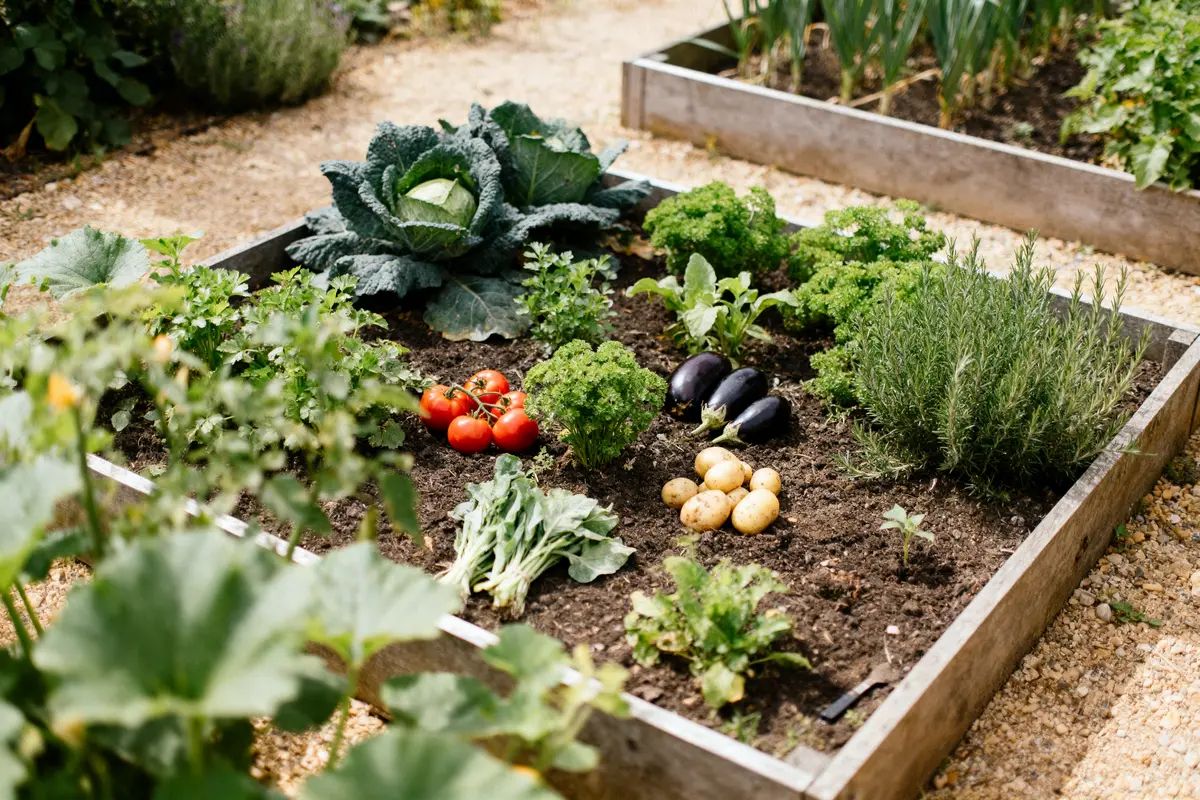 pexels-michal-pech-213601-757318 (1) Carré potager avec choux, tomates, aubergines, pommes de terre, herbes aromatiques, sur sol en terre.