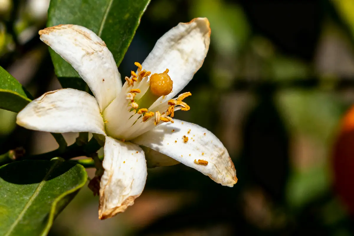 pexels-michal-pech-213601-757318 (1) Fleur blanche d'oranger, pétales ouverts, étamines jaunes, en gros plan sur fond de feuilles vertes.