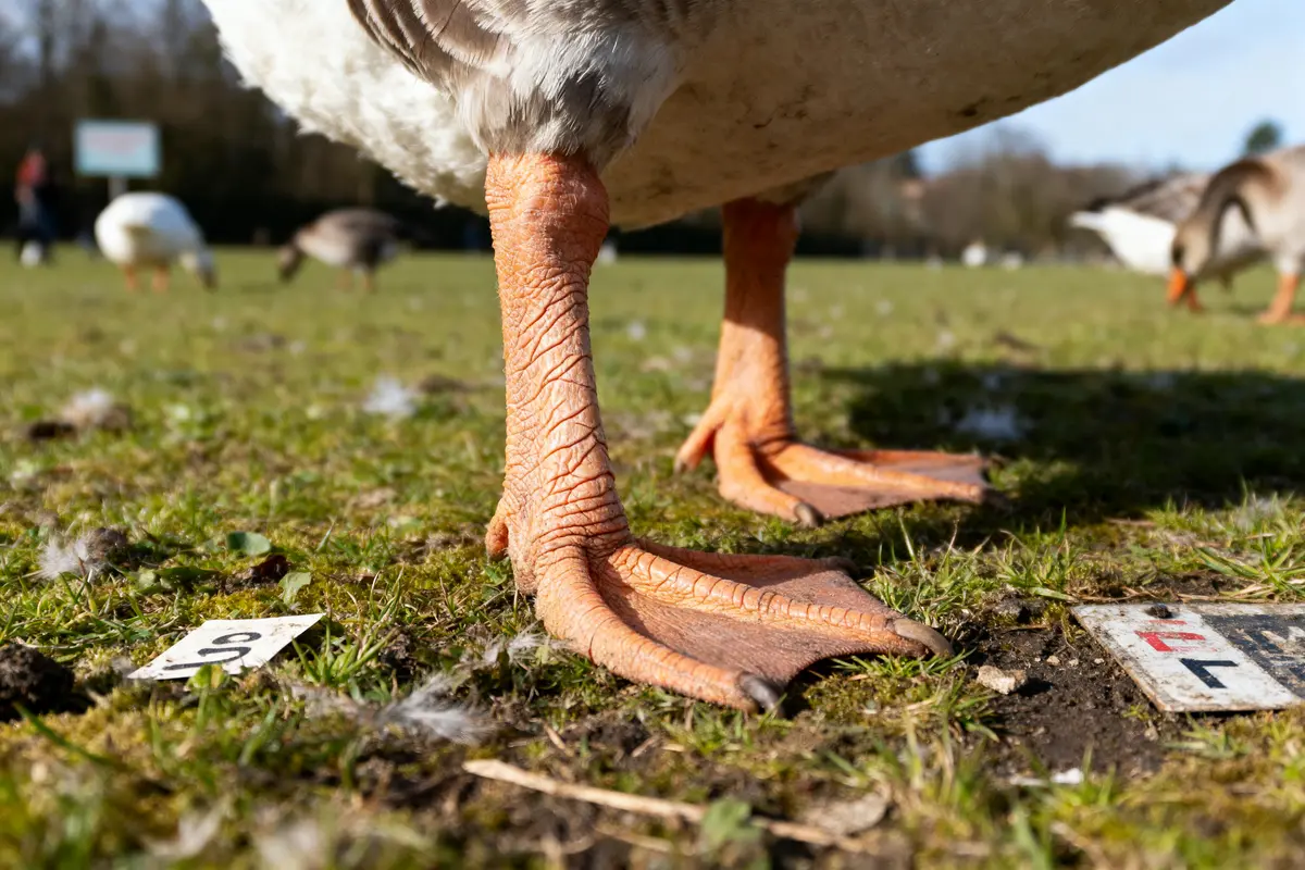 Gros plan sur pattes d'oie sur l'herbe, avec plusieurs oiseaux en arrière-plan flou.