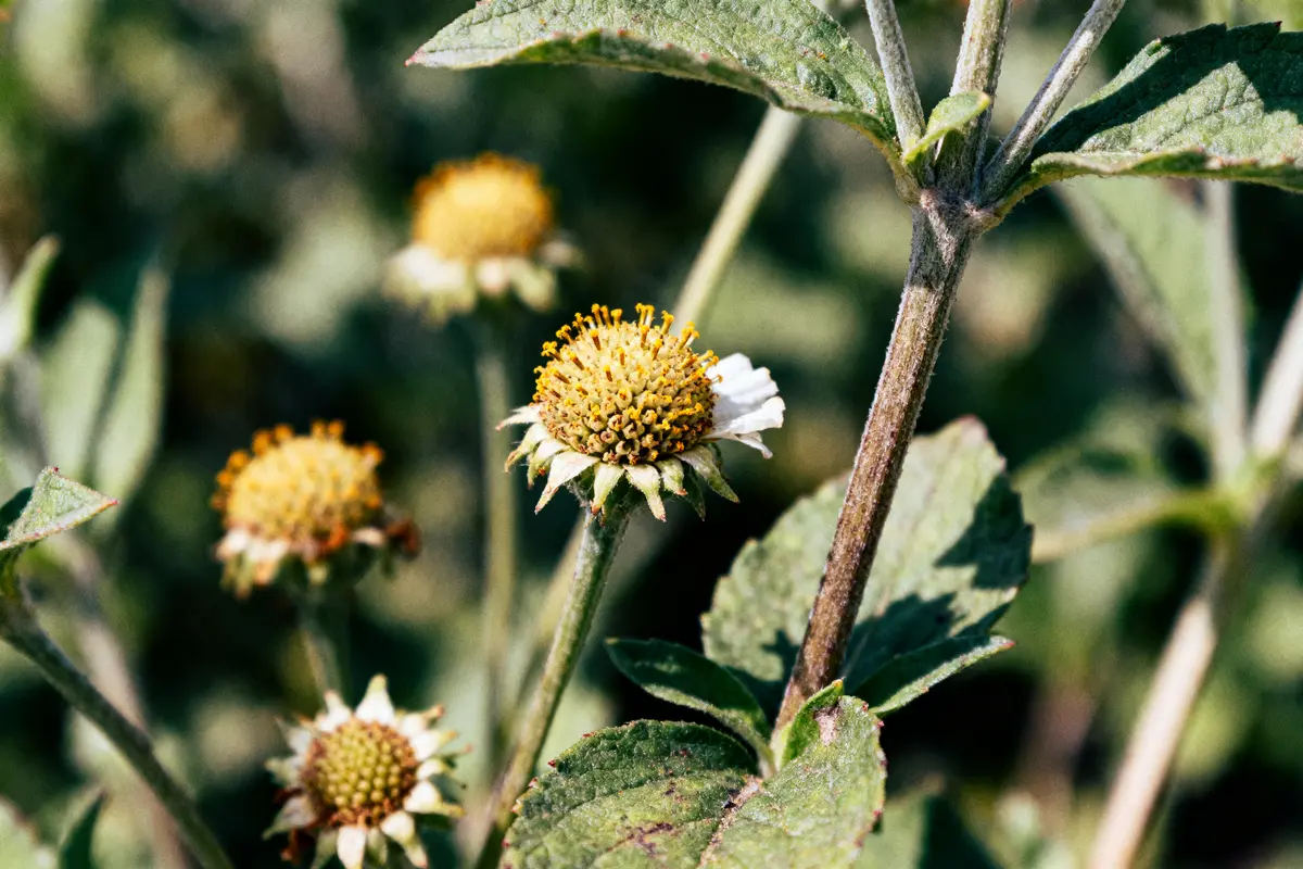 pexels-michal-pech-213601-757318 (1) Gros plan de fleurs fanées avec feuilles vertes et arrière-plan flou, éclairage naturel.