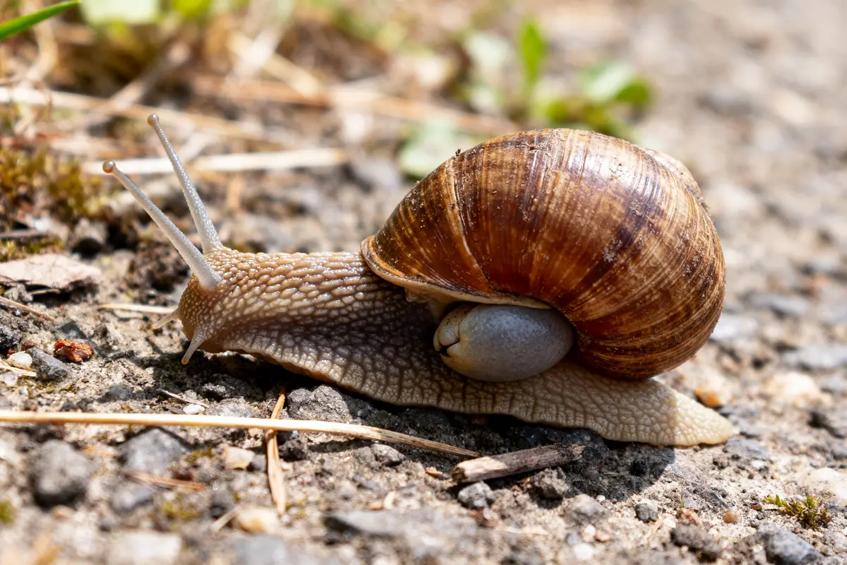 pexels-michal-pech-213601-757318 (1) Escargot enceinte avançant lentement sur un chemin de terre ensoleillé.